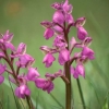 AU8 Knabenkrauf in Blüte